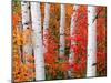 Aspens and Maples-Elizabeth Carmel-Mounted Photographic Print