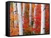 Aspens and Maples-Elizabeth Carmel-Framed Stretched Canvas