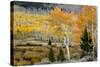 Aspens and willow thickets along U M Creek. Fishlake, Utah, USA-Scott T. Smith-Stretched Canvas