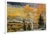 Aspens and willow thickets along U M Creek. Fishlake, Utah, USA-Scott T. Smith-Framed Photographic Print