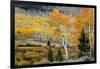 Aspens and willow thickets along U M Creek. Fishlake, Utah, USA-Scott T. Smith-Framed Photographic Print