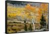 Aspens and willow thickets along U M Creek. Fishlake, Utah, USA-Scott T. Smith-Framed Stretched Canvas