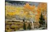 Aspens and willow thickets along U M Creek. Fishlake, Utah, USA-Scott T. Smith-Stretched Canvas