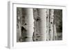 Aspens III-Debra Van Swearingen-Framed Photo