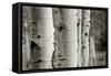 Aspens III-Debra Van Swearingen-Framed Stretched Canvas