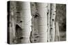 Aspens III-Debra Van Swearingen-Stretched Canvas