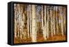 Aspens in Autumn, Zion National Park, Utah, USA-Michel Hersen-Framed Stretched Canvas