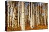 Aspens in Autumn, Zion National Park, Utah, USA-Michel Hersen-Stretched Canvas