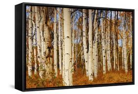 Aspens in Autumn, Zion National Park, Utah, USA-Michel Hersen-Framed Stretched Canvas