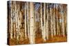 Aspens in Autumn, Zion National Park, Utah, USA-Michel Hersen-Stretched Canvas
