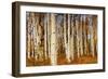 Aspens in Autumn, Zion National Park, Utah, USA-Michel Hersen-Framed Photographic Print