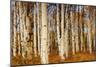 Aspens in Autumn, Zion National Park, Utah, USA-Michel Hersen-Mounted Photographic Print