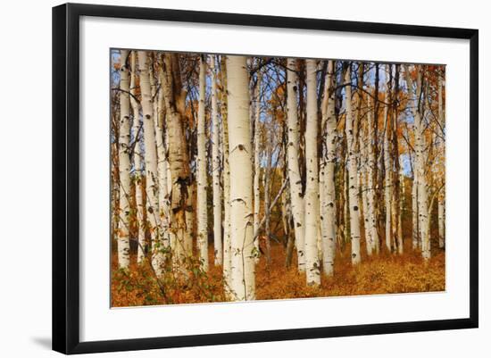 Aspens in Autumn, Zion National Park, Utah, USA-Michel Hersen-Framed Photographic Print