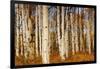 Aspens in Autumn, Zion National Park, Utah, USA-Michel Hersen-Framed Photographic Print