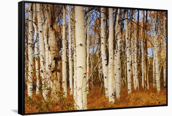 Aspens in Autumn, Zion National Park, Utah, USA-Michel Hersen-Framed Stretched Canvas