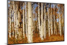 Aspens in Autumn, Zion National Park, Utah, USA-Michel Hersen-Mounted Photographic Print