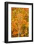 Aspens in Autumn-Darrell Gulin-Framed Photographic Print