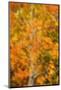 Aspens in Autumn-Darrell Gulin-Mounted Photographic Print