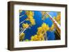 Aspens in autumn.-Mallorie Ostrowitz-Framed Photographic Print