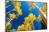 Aspens in autumn.-Mallorie Ostrowitz-Mounted Photographic Print