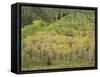 Aspens in Castle Creek Valley-James Randklev-Framed Stretched Canvas