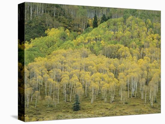 Aspens in Castle Creek Valley-James Randklev-Stretched Canvas