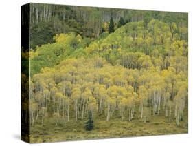 Aspens in Castle Creek Valley-James Randklev-Stretched Canvas