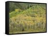 Aspens in Castle Creek Valley-James Randklev-Framed Stretched Canvas