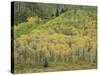 Aspens in Castle Creek Valley-James Randklev-Stretched Canvas