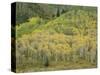 Aspens in Castle Creek Valley-James Randklev-Stretched Canvas