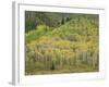 Aspens in Castle Creek Valley-James Randklev-Framed Photographic Print