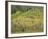 Aspens in Castle Creek Valley-James Randklev-Framed Photographic Print
