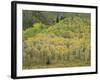 Aspens in Castle Creek Valley-James Randklev-Framed Photographic Print