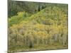 Aspens in Castle Creek Valley-James Randklev-Mounted Photographic Print