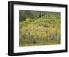 Aspens in Castle Creek Valley-James Randklev-Framed Photographic Print