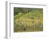 Aspens in Castle Creek Valley-James Randklev-Framed Photographic Print