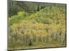 Aspens in Castle Creek Valley-James Randklev-Mounted Photographic Print