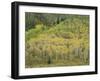 Aspens in Castle Creek Valley-James Randklev-Framed Photographic Print