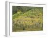 Aspens in Castle Creek Valley-James Randklev-Framed Photographic Print