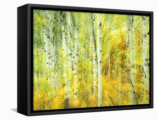 Aspens in Fall, Kebler Pass, Colorado, USA-Darrell Gulin-Framed Stretched Canvas