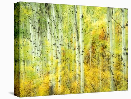 Aspens in Fall, Kebler Pass, Colorado, USA-Darrell Gulin-Stretched Canvas