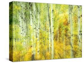 Aspens in Fall, Kebler Pass, Colorado, USA-Darrell Gulin-Stretched Canvas