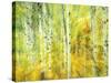 Aspens in Fall, Kebler Pass, Colorado, USA-Darrell Gulin-Stretched Canvas