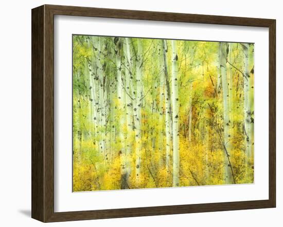 Aspens in Fall, Kebler Pass, Colorado, USA-Darrell Gulin-Framed Premium Photographic Print