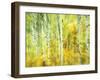 Aspens in Fall, Kebler Pass, Colorado, USA-Darrell Gulin-Framed Premium Photographic Print