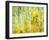 Aspens in Fall, Kebler Pass, Colorado, USA-Darrell Gulin-Framed Premium Photographic Print