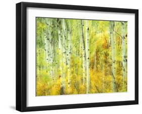 Aspens in Fall, Kebler Pass, Colorado, USA-Darrell Gulin-Framed Premium Photographic Print