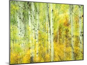 Aspens in Fall, Kebler Pass, Colorado, USA-Darrell Gulin-Mounted Premium Photographic Print