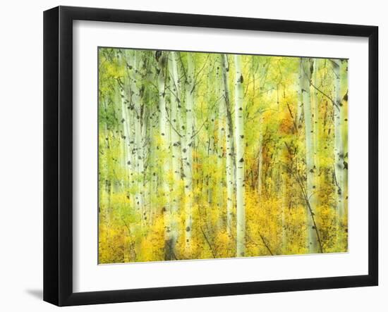 Aspens in Fall, Kebler Pass, Colorado, USA-Darrell Gulin-Framed Photographic Print