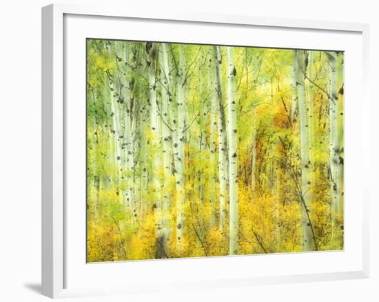 Aspens in Fall, Kebler Pass, Colorado, USA-Darrell Gulin-Framed Photographic Print